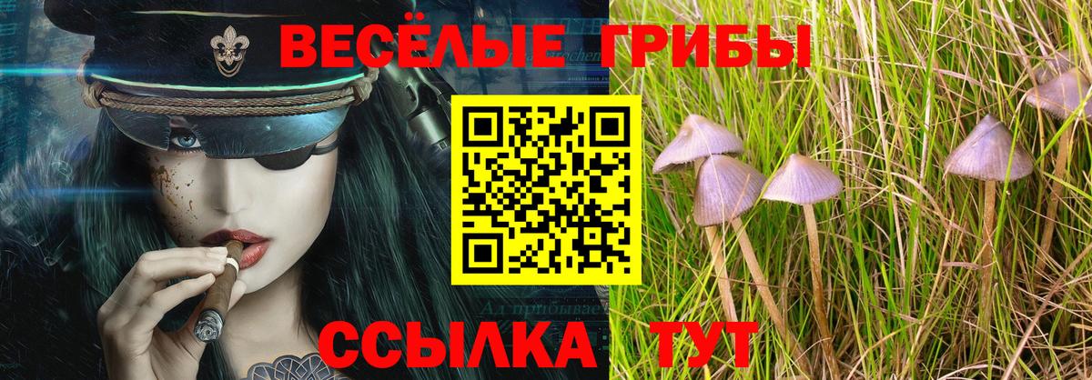 наркота  Вход с VPN  Королёв  Псилоцибиновые грибы MAGIC MUSHROOMS  Галлюциногенные грибы Psilocybe 